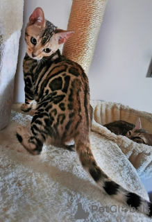 Photos supplémentaires: Chat bengal - Chatons bengals