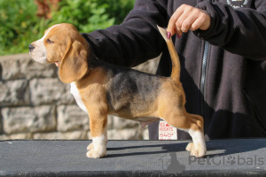 Photo №1. beagle - à vendre en ville de Minsk | 423€ | Annonce №13617
