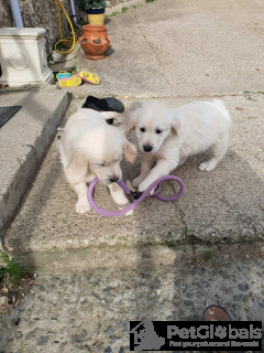 Photo №3. Superbes chiots Golden Retriever enregistrés KC. Belgique
