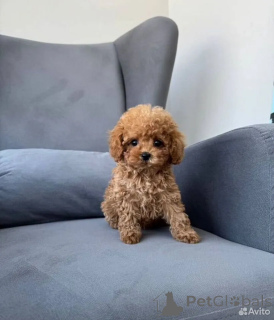 Photo №1. maltipu - à vendre en ville de Berlin | 800€ | Annonce №162516