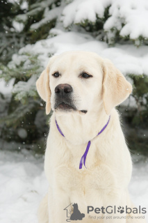 Photos supplémentaires: Chiots labrador retriever