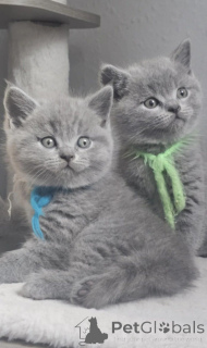 Photo №4. Je vais vendre british shorthair en ville de Radstadt. annonce privée - prix - négocié