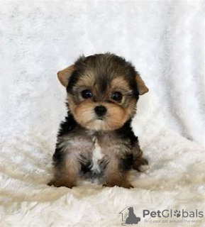 Photo №1. yorkshire terrier - à vendre en ville de Berlin | négocié | Annonce №97600