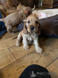 Photo №1. cocker spaniel anglais - à vendre en ville de Харлем | 400€ | Annonce №111506