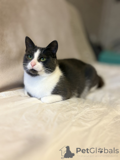 Photo №4. Je vais vendre  en ville de Minsk. annonce privée - prix - Gratuit