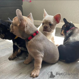 Photo №4. Je vais vendre bouledogue en ville de Berlin. annonce privée - prix - négocié