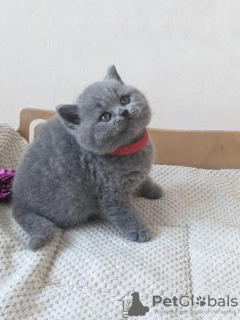 Photo №4. Je vais vendre british shorthair en ville de Wiesbaden. annonce privée, de la fourrière, de l'abri, éleveur - prix - 350€