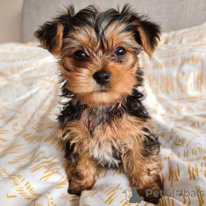 Photo №4. Je vais vendre yorkshire terrier en ville de Berlin. annonce privée, de l'abri - prix - négocié