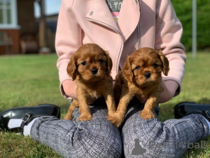 Photo №3. Chiots Cavalier King Charles Spaniel.. L'Autriche