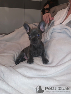 Photo №3. Chiots Champion Bloodline French Bulldog disponibles à l'adoption. USA