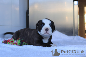 Photos supplémentaires: American Bully Puppies