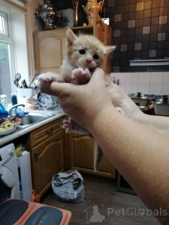 Photo №4. Je vais vendre maine coon en ville de Achaern. annonce privée - prix - 380€