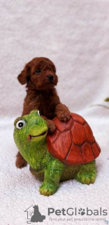 Photo №3. Caniche toy et toy, abricot et rouge. Serbie