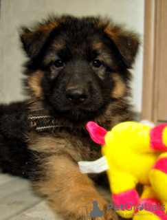 Photo №3. Chiots berger allemand à poil long. Ukraine