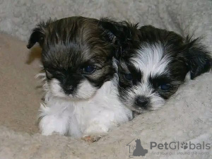 Photo №1. shih tzu - à vendre en ville de Berlin | Gratuit | Annonce №125359