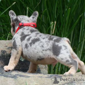 Photo №3. Chiots bouledogues français à vendre. USA