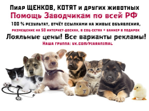 Photo №1. Services de livraison et de transportation des chats et des chiens en ville de Saint-Pétersbourg. Annonce № 2008