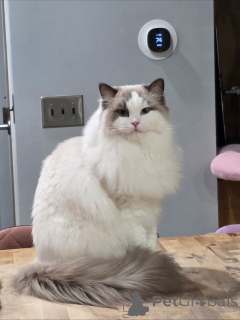 Photo №2 de l'annonce № 158452 de la vente maine coon - acheter à Suisse annonce privée