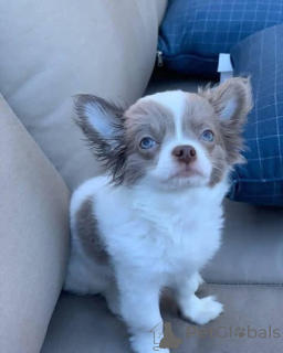 Photo №2 de l'annonce № 166828 de la vente chihuahua - acheter à La Grande-Bretagne annonce privée, éleveur