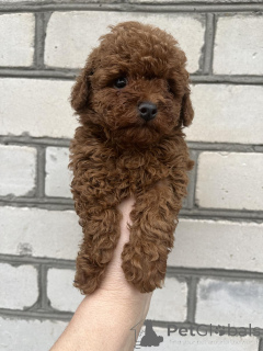 Photo №3. Chiots femelles caniche jouet. Ukraine