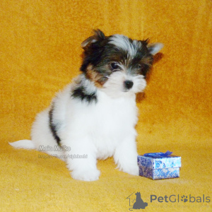 Photo №3. Chiots Biewer Terrier à Tbilissi et Batoumi. Pedigree FCI.. Georgia