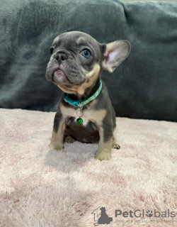 Photo №2 de l'annonce № 131483 de la vente bouledogue - acheter à Belgique annonce privée, éleveur