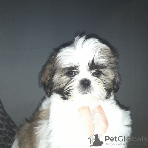 Photo №1. shih tzu - à vendre en ville de Стамбул | négocié | Annonce №123321