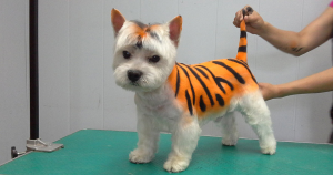 Photo №3. Toiletteur à Minsk. en Biélorussie