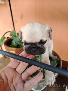 Photo №1. carlin - à vendre en ville de Baden-Baden | négocié | Annonce №166146