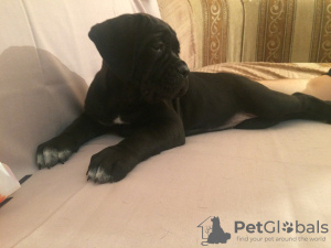 Photos supplémentaires: Chiots Cane Corso