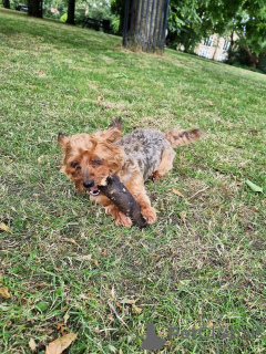 Photo №3. Je cherche un foyer temporaire pour mon chien. La Grande-Bretagne