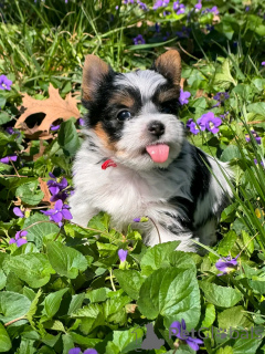 Photo №2 de l'annonce № 138945 de la vente biewer yorkshire terrier - acheter à USA éleveur