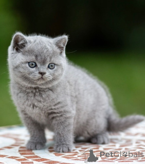 Photo №1. british shorthair - à vendre en ville de Bordeaux | 2809€ | Annonce № 175401