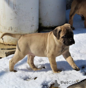 Photo №2 de l'annonce № 110073 de la vente bullmastiff - acheter à USA annonce privée, éleveur