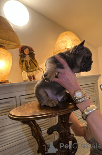 Photo №3. Exclusif! Chiots bouledogue français.. L'Autriche