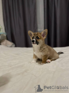 Photo №1. welsh corgi - à vendre en ville de Varsovie | Gratuit | Annonce №35882