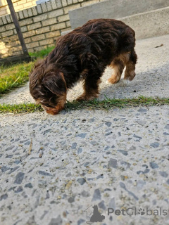 Photo №2 de l'annonce № 176153 de la vente yorkshire terrier - acheter à Îles d'Åland annonce privée
