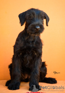 Photos supplémentaires: Chiots Schnauzer Géant