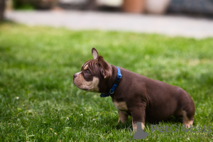 Photos supplémentaires: Chiots American Bully à vendre