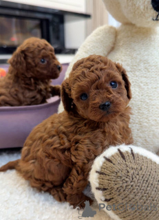 Photo №3. DERNIER GARÇON Disponible ! Ne manquez pas ce magnifique chiot rouge de 10. La Grande-Bretagne