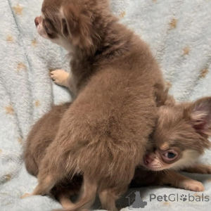 Photo №1. chihuahua - à vendre en ville de Augsbourg | négocié | Annonce №152863