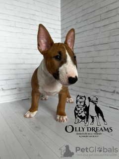 Photo №2 de l'annonce № 44732 de la vente bull terrier - acheter à Allemagne éleveur