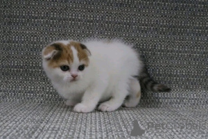 Photo №2 de l'annonce № 161746 de la vente  - acheter à Belgique 