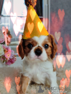 Photo №4. Je vais vendre cavalier king charles spaniel en ville de Ханты-Мансийск. annonce privée - prix - négocié