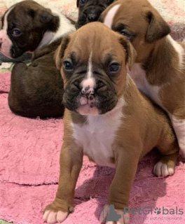 Photo №1. boxer - à vendre en ville de Амерсфоорт | Gratuit | Annonce №123941