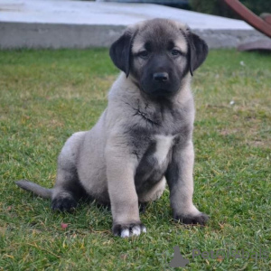 Photo №1. chien bâtard - à vendre en ville de Melbourne | 2125€ | Annonce №143401