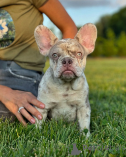 Photo №1. bouledogue - à vendre en ville de Munich | 2000€ | Annonce №150643