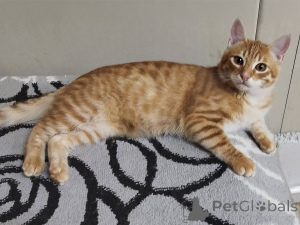 Photo №4. Je vais vendre  en ville de Minsk. annonce privée - prix - Gratuit