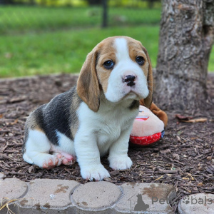 Photo №1. beagle - à vendre en ville de Aacheur | 455€ | Annonce №166493