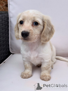 Photo №3. Chiots teckels haut de gamme, compagnons aimants et joueurs. Allemagne